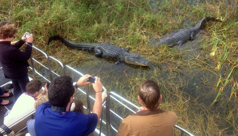 Orlando: Everglades Airboat Ride and Wildlife Park Ticket - Alligator Demo and Gator Shows: The Moment Everyone Remembers
