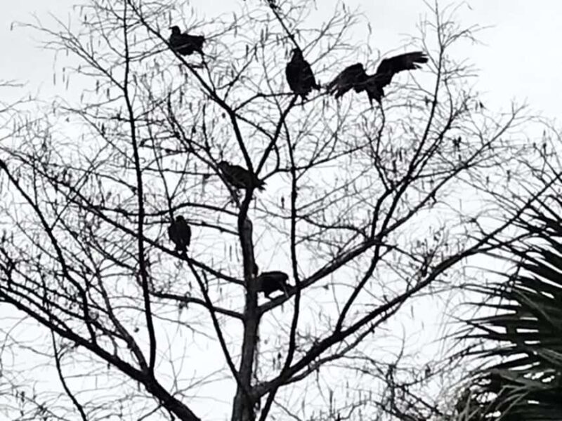 Orlando: Guided Ghost Tour - FAQ