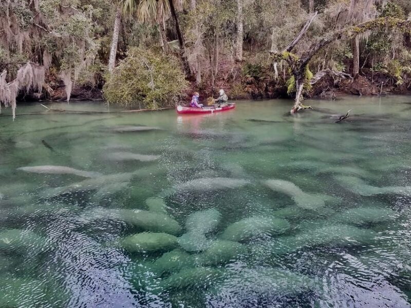 Orlando: Kayaking Tour with Manatee Encounter - Key Points