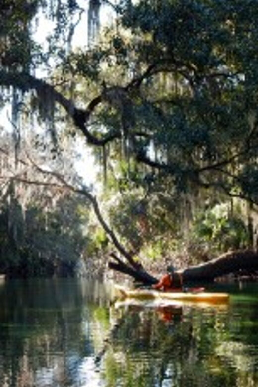 Orlando: Kayaking Tour with Manatee Encounter - The Experience in Detail