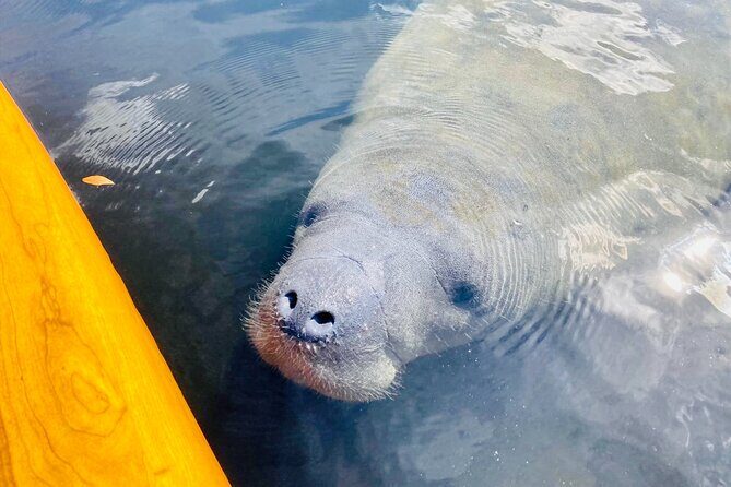 Orlando Manatee and Natural Spring Adventure Tour at Blue Springs - The Downsides and Considerations