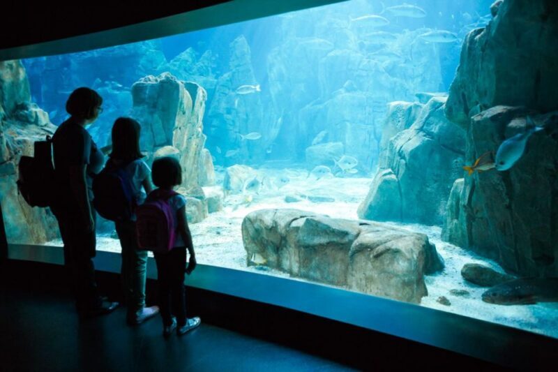 Orlando: SEA LIFE Orlando Aquarium - The Highlights: Immersive Encounters and Education