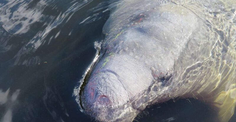 Orlando: Small Group Manatee Discovery Kayak Tour - The Experience Breakdown