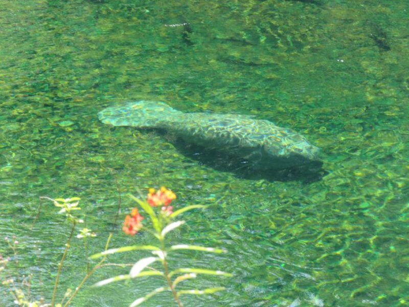 Orlando: Small Group Manatee Discovery Kayak Tour - What to Pack and Tips