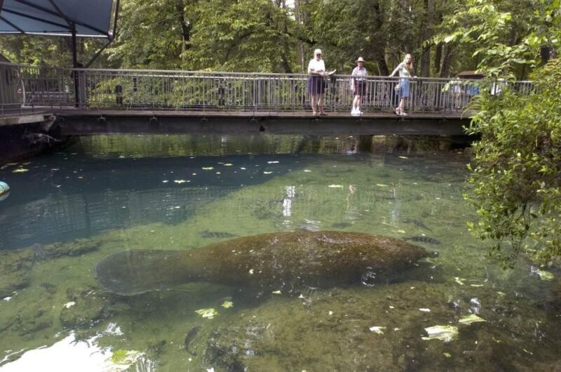 Orlando: Swim with Manatees and Homosassa State Park Visit - What to Expect on This Day-Long Tour