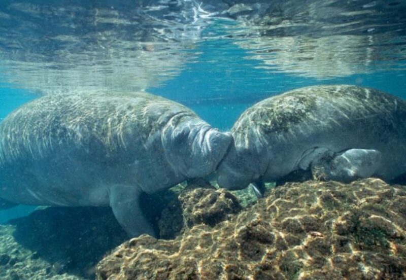 Orlando: Swim with Manatees and Homosassa State Park Visit - FAQ