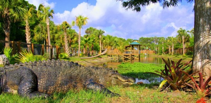 Orlando: Wild Florida Park Ticket and Gator Shows - Who Should Consider Visiting Wild Florida?