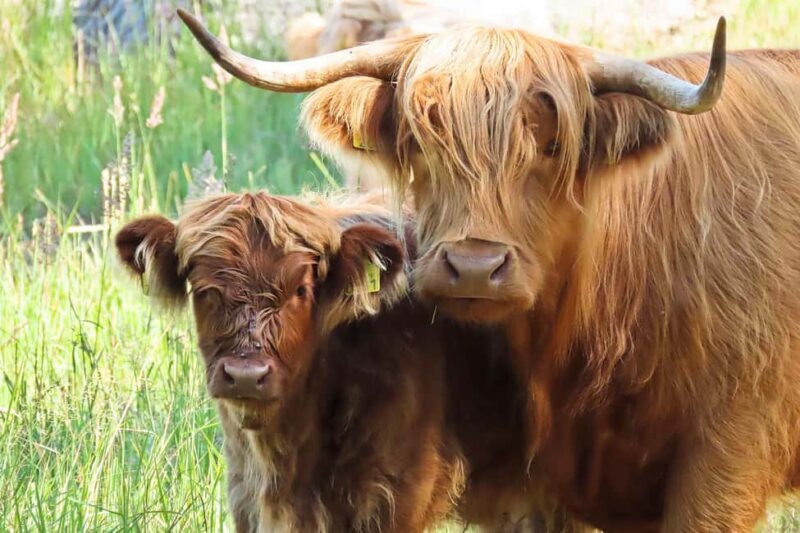 Örö Fortress Island Guided Tour with Lunch - Wrapping Up and Returning Home