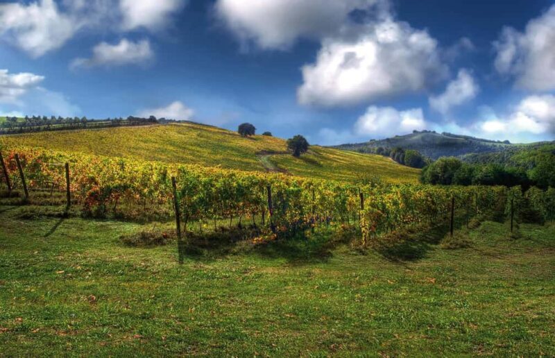 Orvieto, Castello di Corbara: cellar visit and wine tasting - Key Points