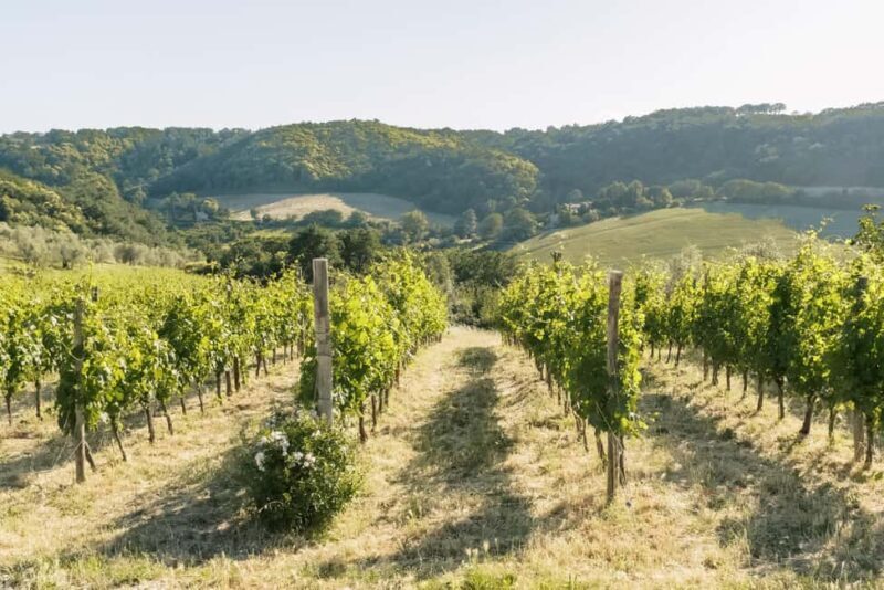 Orvieto: Classic Wine Tasting at Madonna del Latte - FAQs