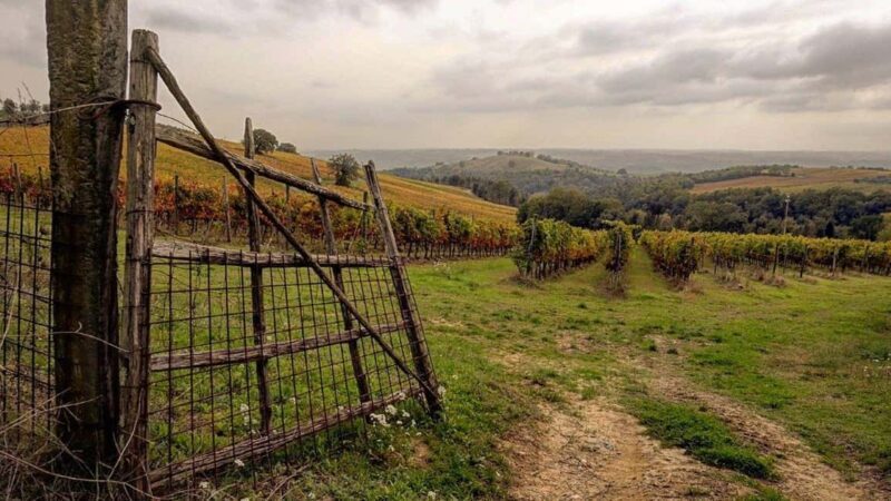 Orvieto: Umbrian Wine Tasting at Tenuta di Corbara - Practical Tips for Your Visit