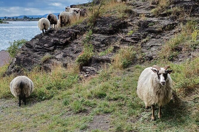 Oslo Nature Walks: Island hopping - What Reviewers Consistently Mention