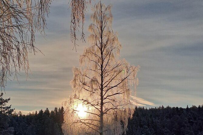 Oslo: Scenic Forest Hike with Dog & Local Guide - The Value of This Tour