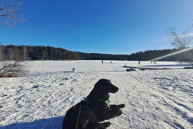 Oslo: Scenic Forest Hike with Dog & Local Guide - What Could Be Better?