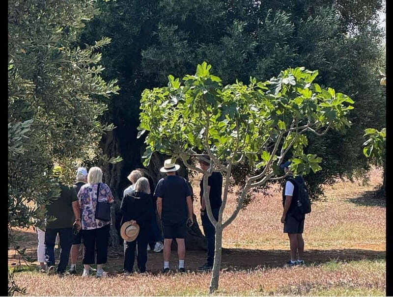 Ostuni: Masseria tour among thousand-year-old olive trees with oil tasting - The Tasting Experience