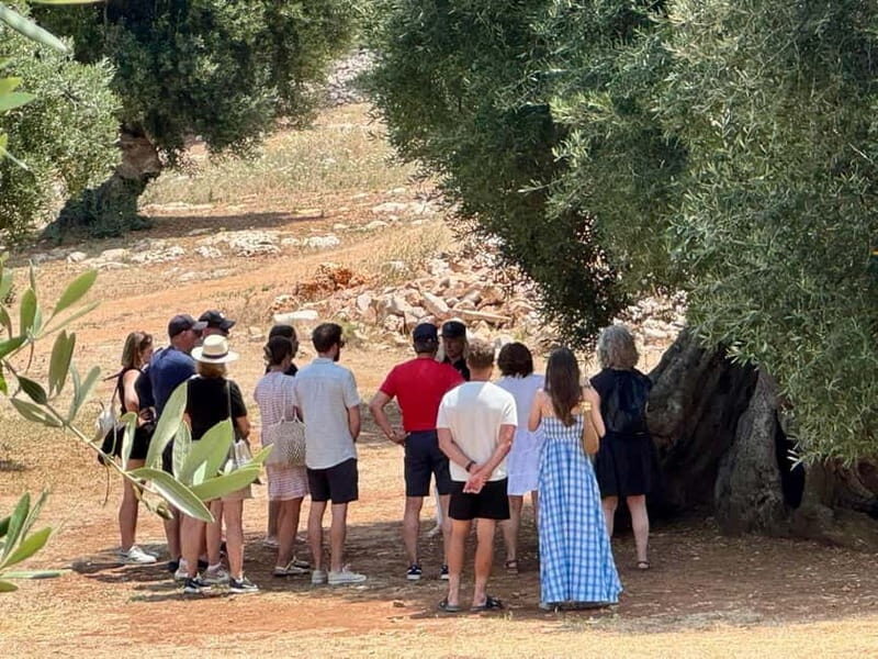 Ostuni: Masseria tour among thousand-year-old olive trees with oil tasting - Practical Details: How It All Comes Together