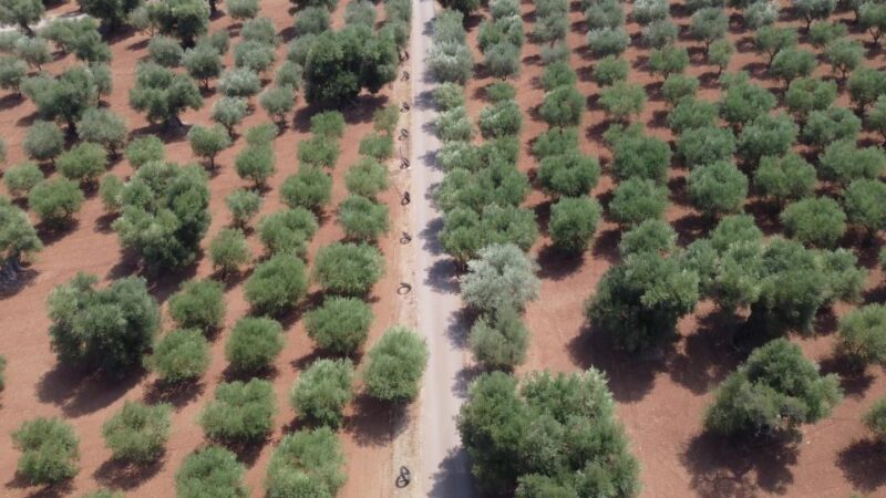 Ostuni: Olive Oil Tasting Tour - The Experience in Detail