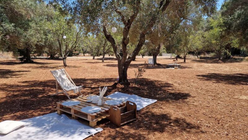 Ostuni: San Vito dei Normani: Organic Picnic in Olive Grove - A Detailed Look at What to Expect