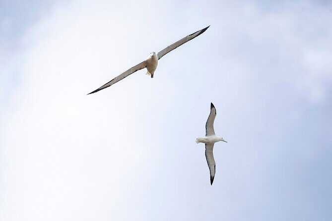 Otago Peninsula In-Depth Tour & Blue Penguins Pukekura Experience - What the Tour Entails: A Detailed Breakdown