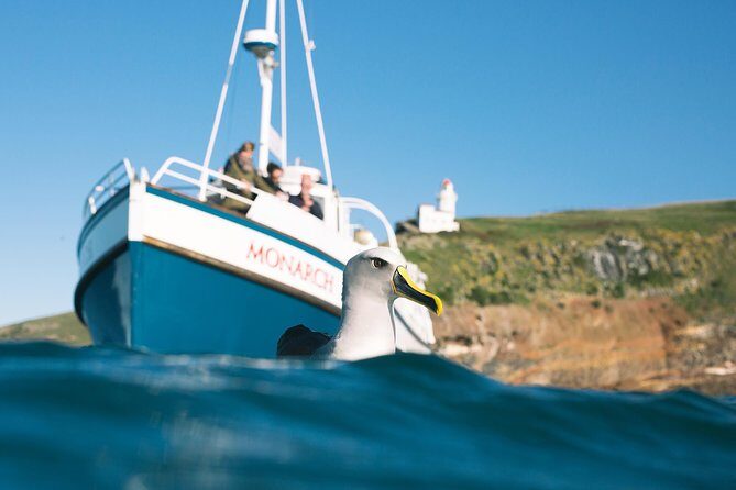 Otago Peninsula In-Depth Tour & Blue Penguins Pukekura Experience - Who is This Tour Best For?