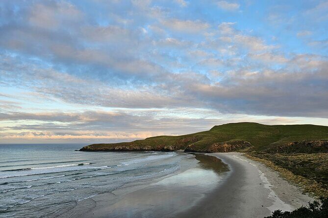Otago Peninsula In-Depth Tour & Blue Penguins Pukekura Experience - FAQs