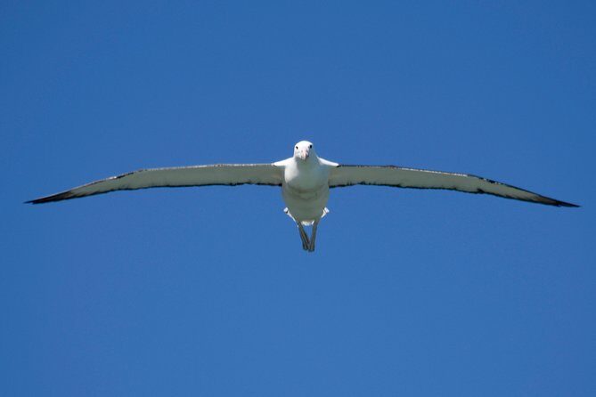 Otago Peninsula Scenery and Dunedin City Highlights Tour - Key Points