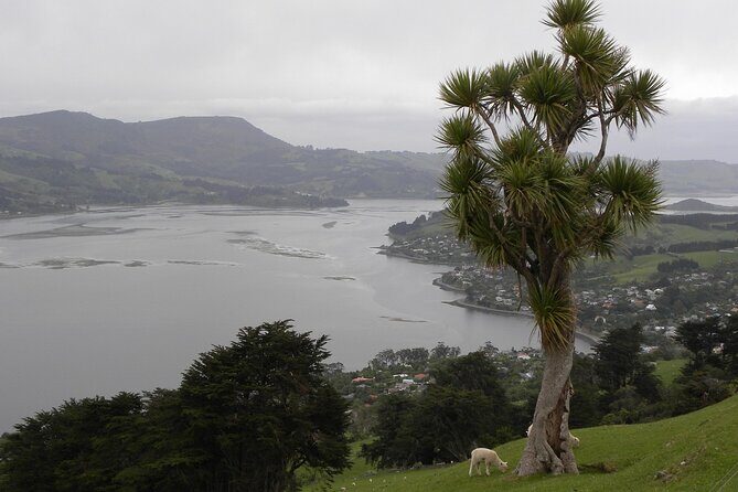 Otago Peninsula Tour and Larnach Castle City Sights (min 4 ) - What You Can Expect from the Tour