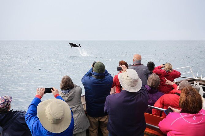 Otago Peninsula Wildlife Cruise with Monarch - The Sum Up: Is It Worth It?