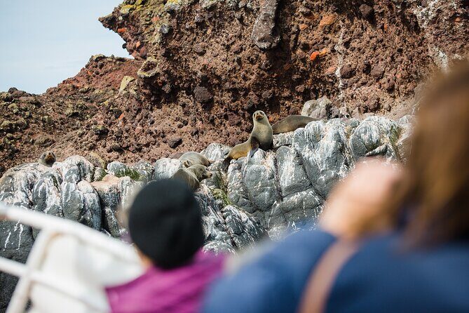 Otago Peninsula Wildlife Tour & Cruise - Who is This Tour Best Suited For?