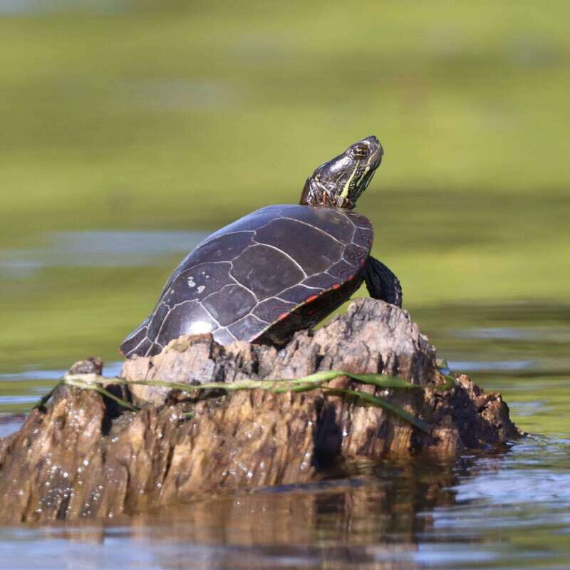 Ottawa: Ecological Reserve Kayak Tour with Turtle Sightings - Key Points