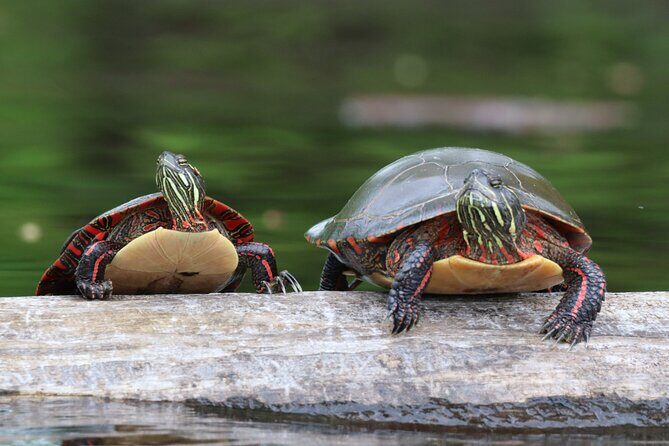 Ottawa Ecological Reserve Kayak Tour with TURTLE Sightings - Who Is This Tour Best For?