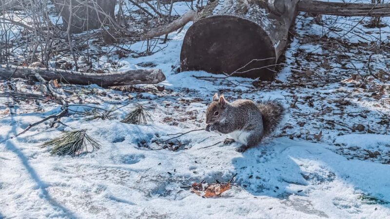 Ottawa: Guided Nature Walk & Wildlife Tour with Hotel Pickup - Key Points