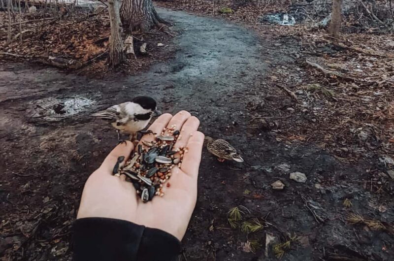 Ottawa: Guided Nature Walk & Wildlife Tour with Hotel Pickup - A Walk in Ottawa’s Wildlife: What to Expect