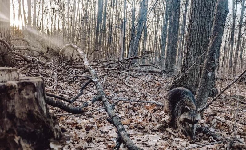 Ottawa: Guided Nature Walk & Wildlife Tour with Hotel Pickup - Final Thoughts