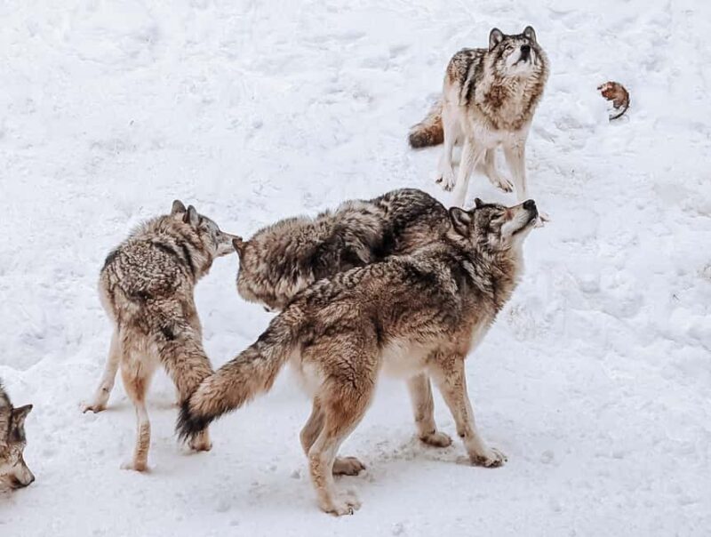 Ottawa: Private Wildlife Adventure Safari in Parc Omega - Why Travelers Love It
