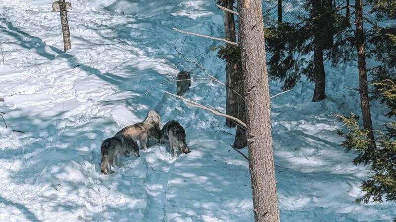 Ottawa: Private Wildlife Adventure Safari in Parc Omega - Who Is This Tour Best For?