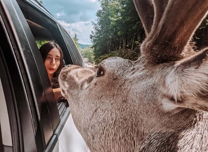 Ottawa: Private Wildlife Adventure Safari in Parc Omega - In Summary