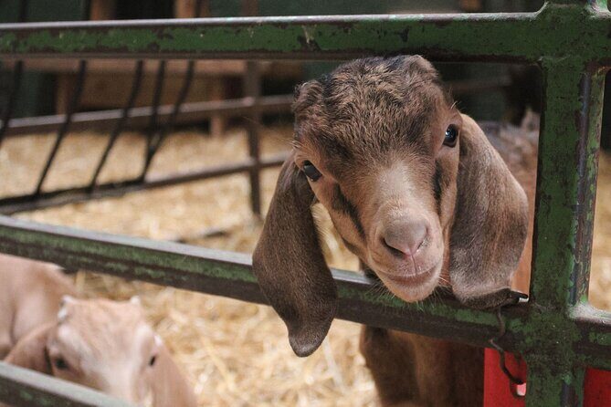 Ottawa Valleyview Little Animal Farm Tour - Who Is This Tour Best For?