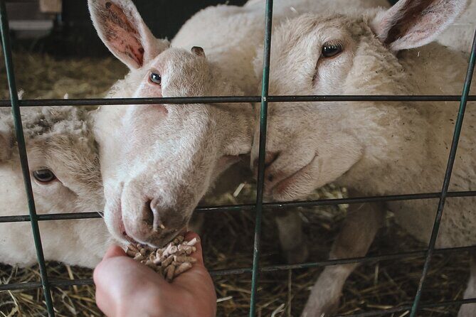 Ottawa Valleyview Little Animal Farm Tour - Final Thoughts