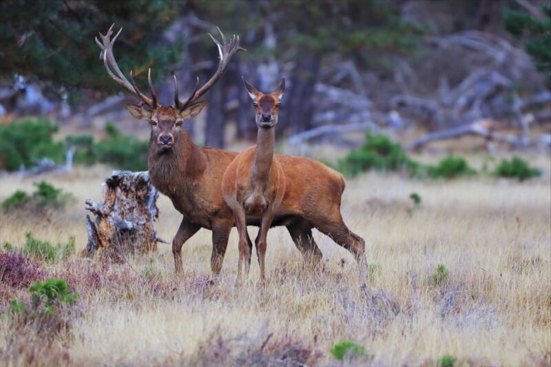 Otterlo: De Hoge Veluwe National Park Entry Ticket - The Experience: A Day in Nature and Culture