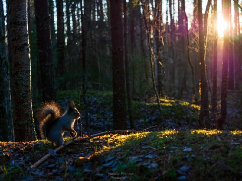 Oulu: Guided Fatbike Tour From Nallikari Around Hietasaari - Exploring Oulu’s Natural Beauty on a Fatbike