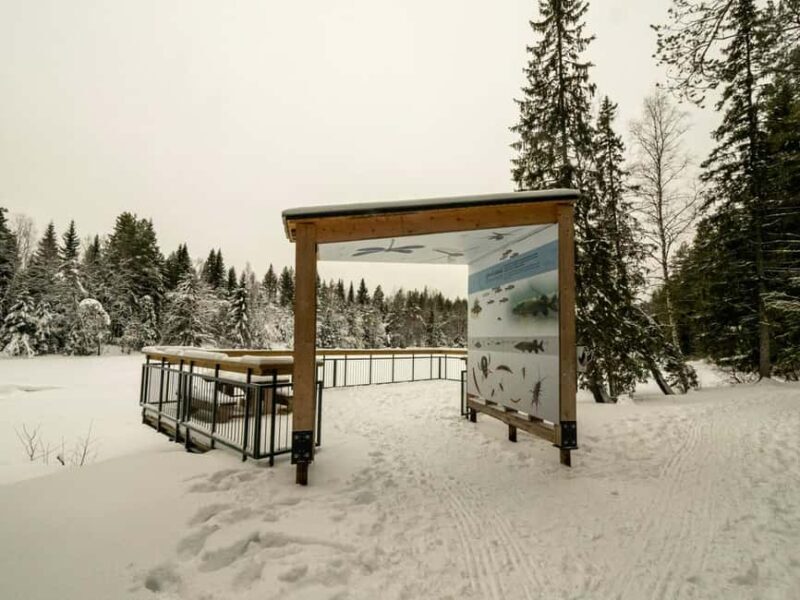 Oulu: Guided Winter Day Trip to Sanginjoki Nature Reserve - Exploring the Sanginjoki Nature Reserve in Winter
