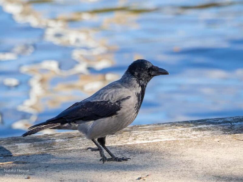 Oulu: Hietasaari Nature Tour with Local Guide - Key Points: