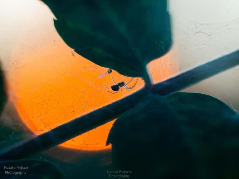 Oulu: Hietasaari Nature Tour with Local Guide - What the Tour Entails