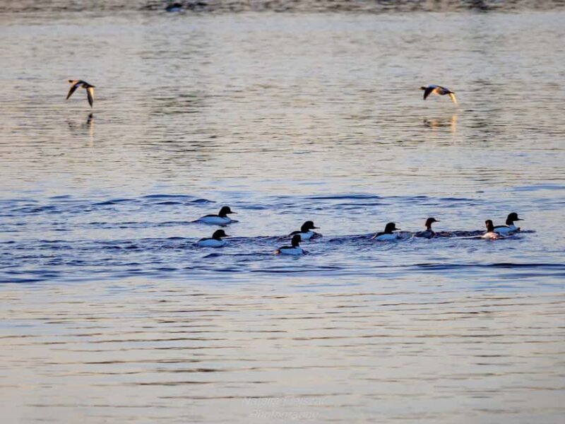 Oulu: Hietasaari Nature Tour with Local Guide - The Value of the Experience