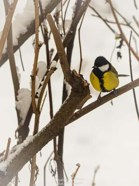 Oulu: Hietasaari Wildlife Hike with Nature Guide All Seasons - Exploring the Hietasaari Wildlife Hike in Detail
