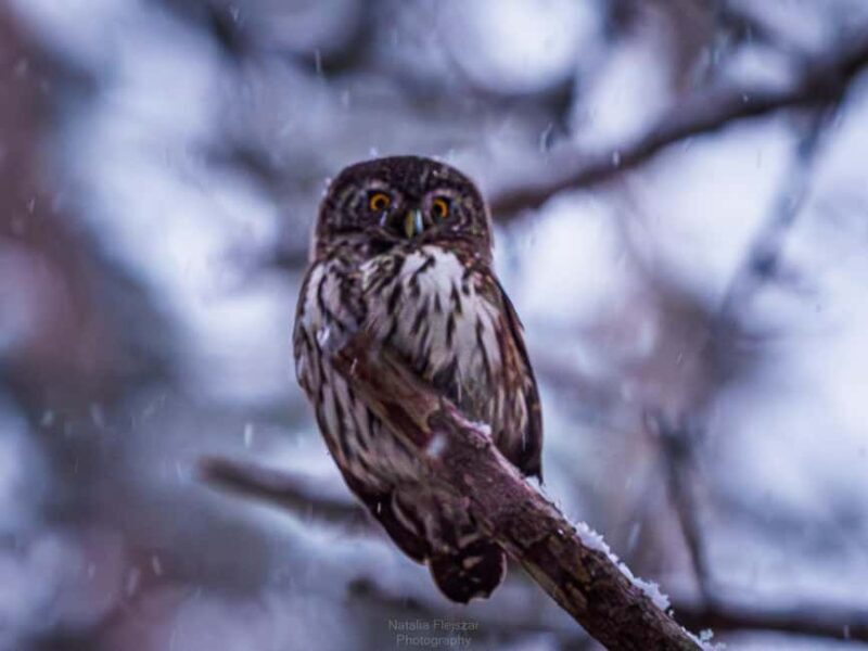 Oulu: Hietasaari Wildlife Hike with Nature Guide All Seasons - Who Should Consider This Tour?