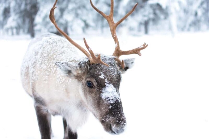 Oulu: Reindeers & Christmas Trees - Oulu: Reindeers & Christmas Trees – A Genuine Finnish Winter Experience