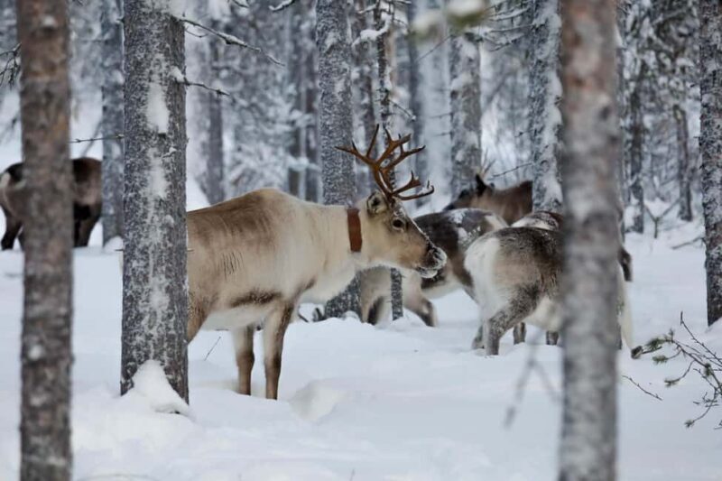 Oulu: Reindeers & Christmas Trees - A Closer Look at the Experience