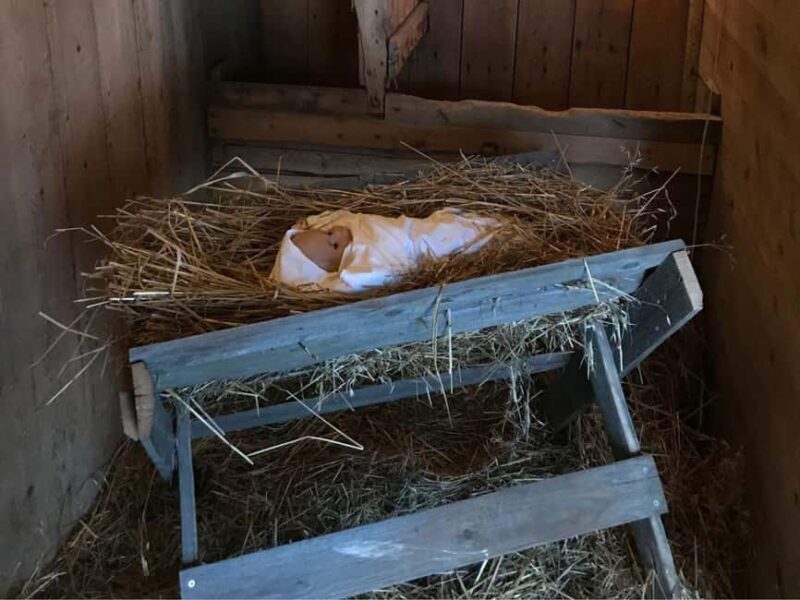 Oulu: Reindeers & Christmas Trees - Final Thoughts